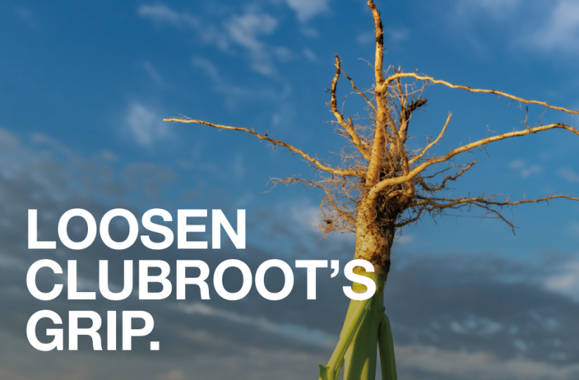Clubroot
